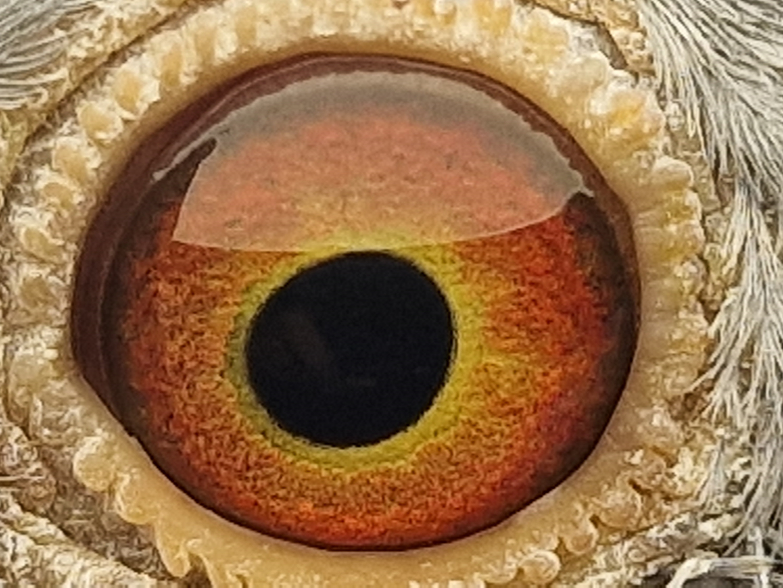 Pigeon eye